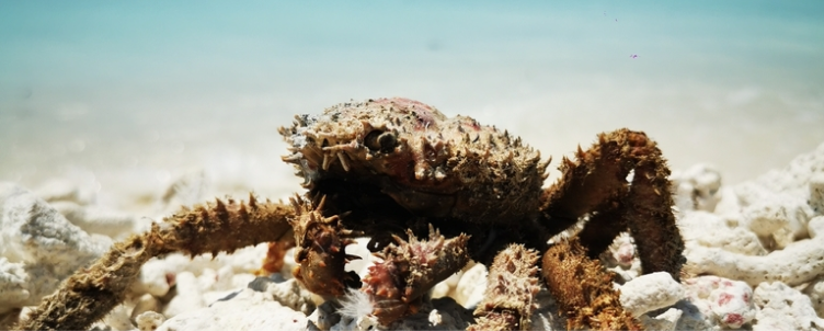 Alacrán en su hábitat natural