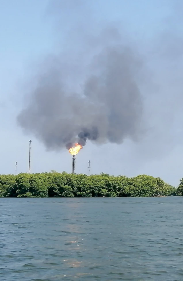 Manglar en el SES Dos Bocas