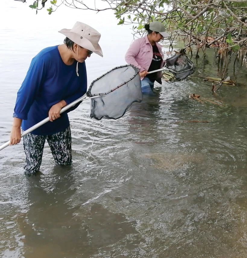 Aprovechamiento sustentable en el manglar restaurado del SES Dos Bocas