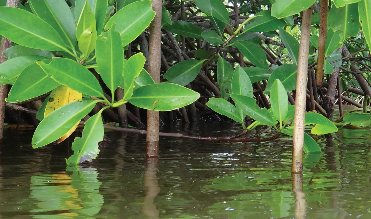 Puerto de Dos Bocas, Tabasco
