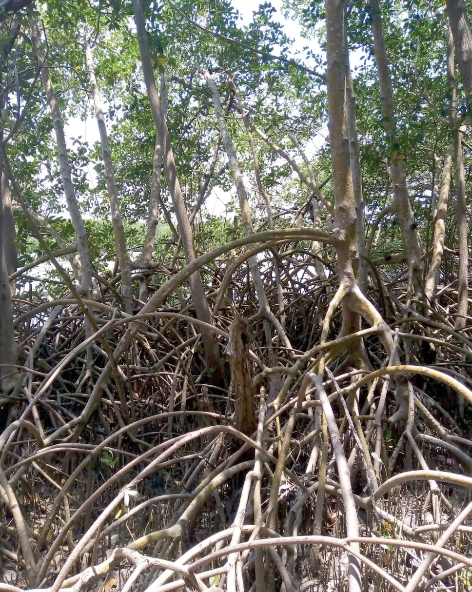 Manglar en la Isla del Carmen, foto: Juan G. Flores Trujillo